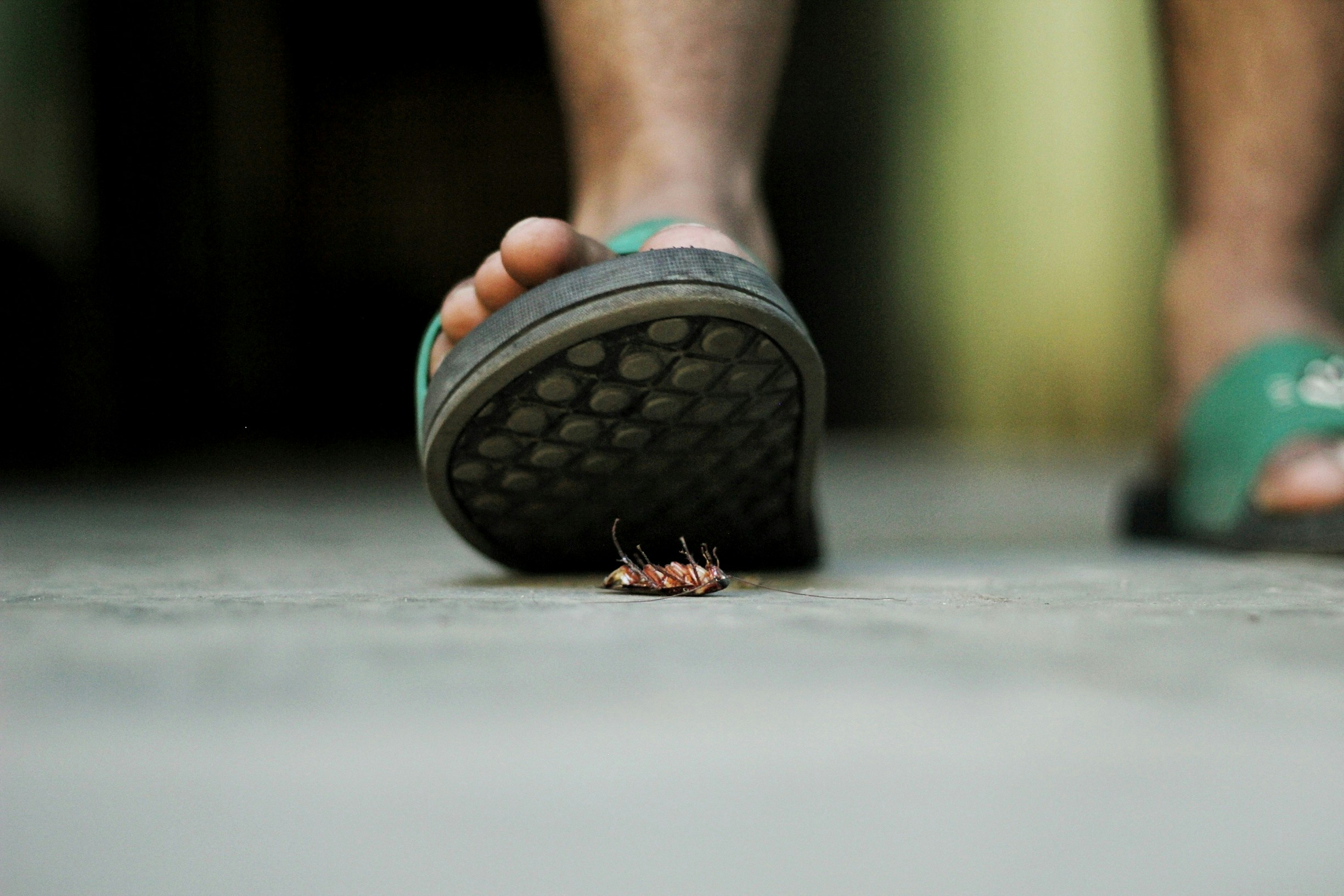 8. Check for pests and environmental risks before you buy (image credits: Unsplash)