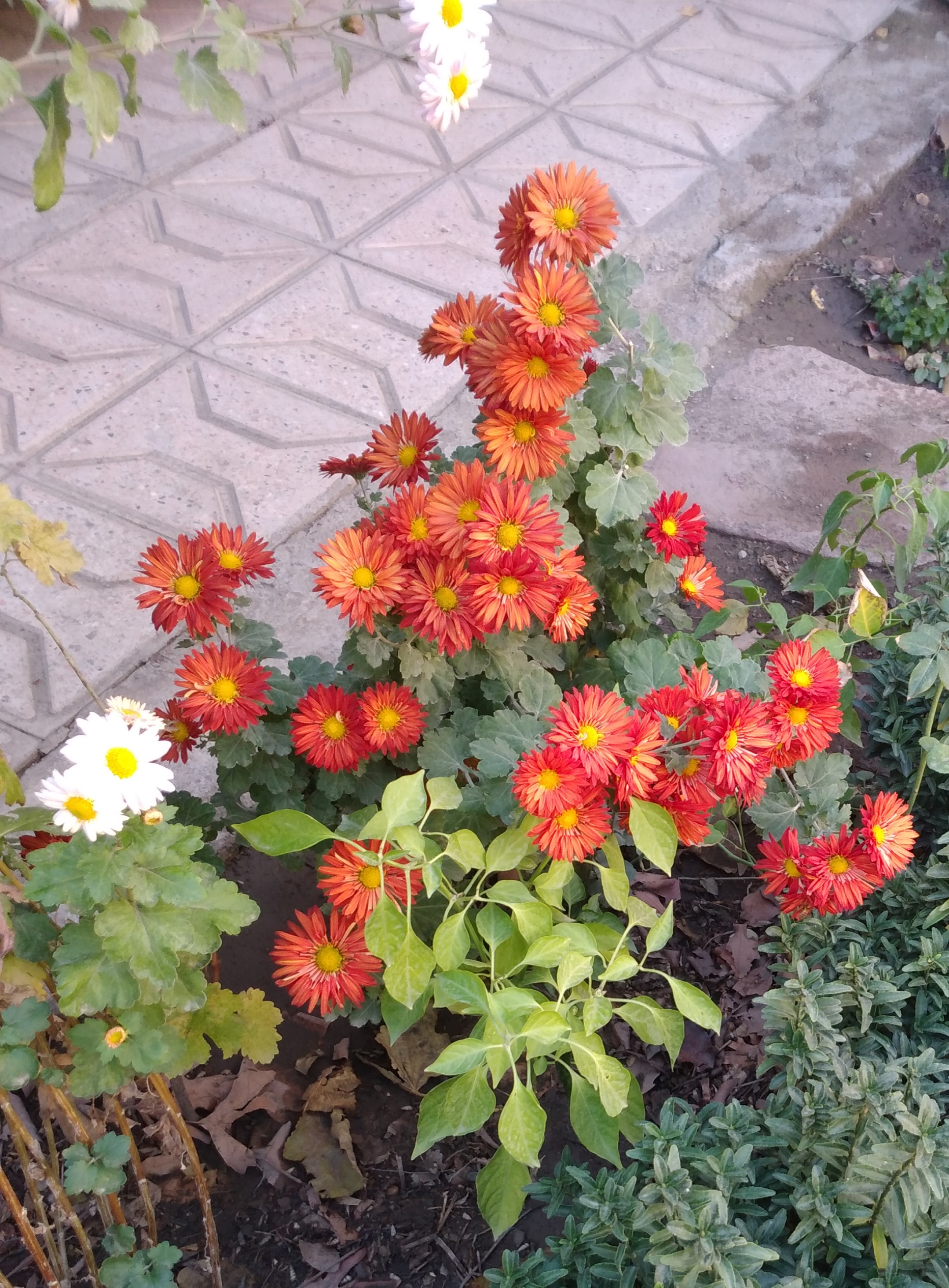 3. Chrysanthemums - The Pyrethrin Powerhouses (image credits: wikimedia)