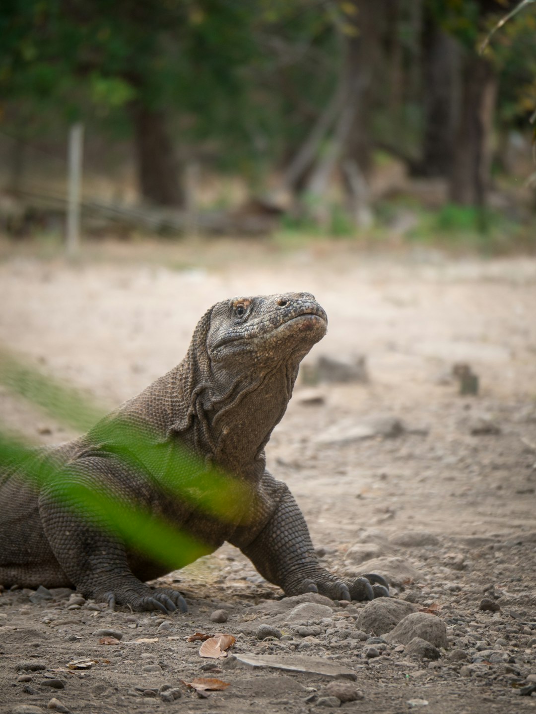 Komodo Island, Indonesia (image credits: unsplash)