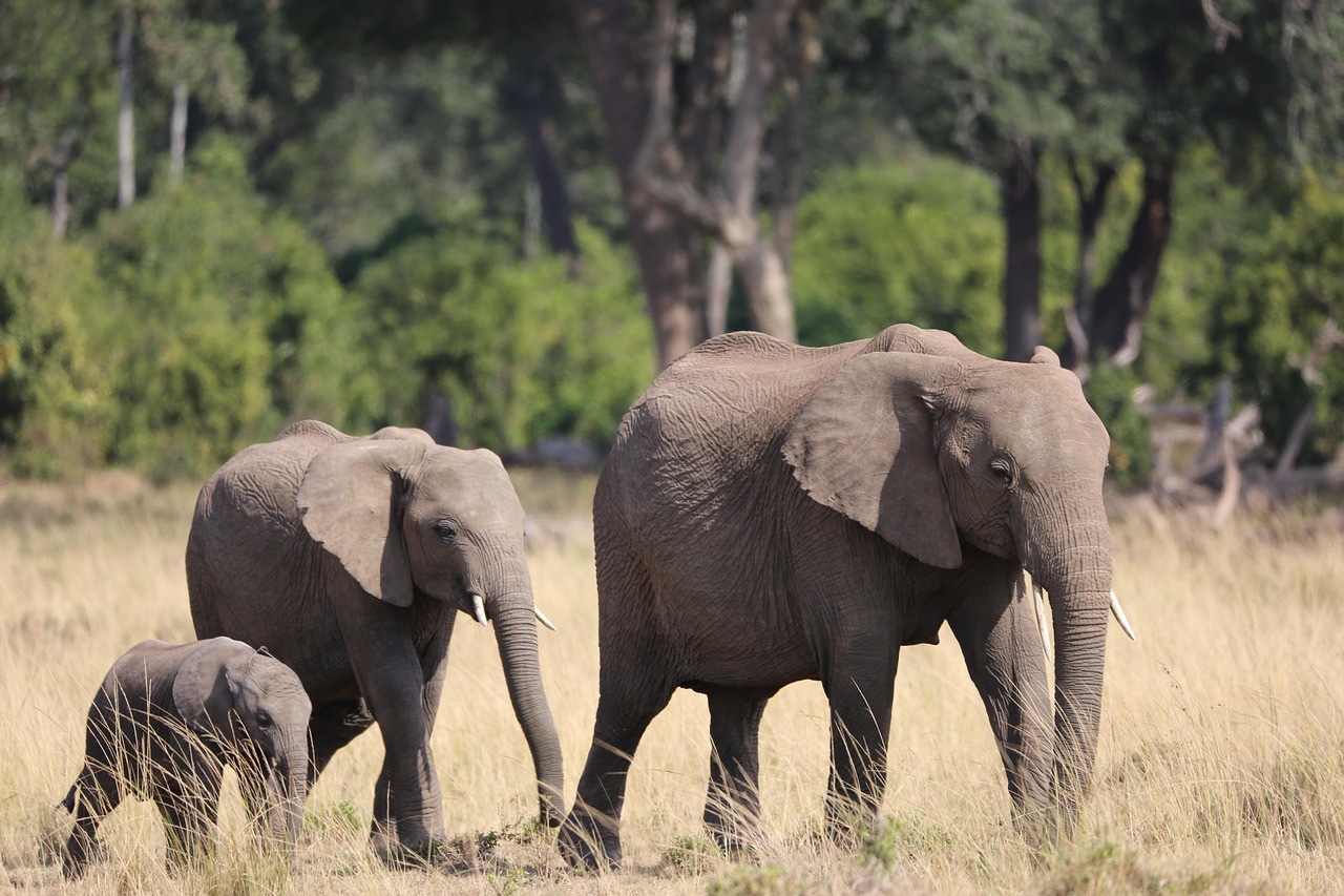 Kenya: Wildlife Conservation and Community Engagement (image credits: pixabay)