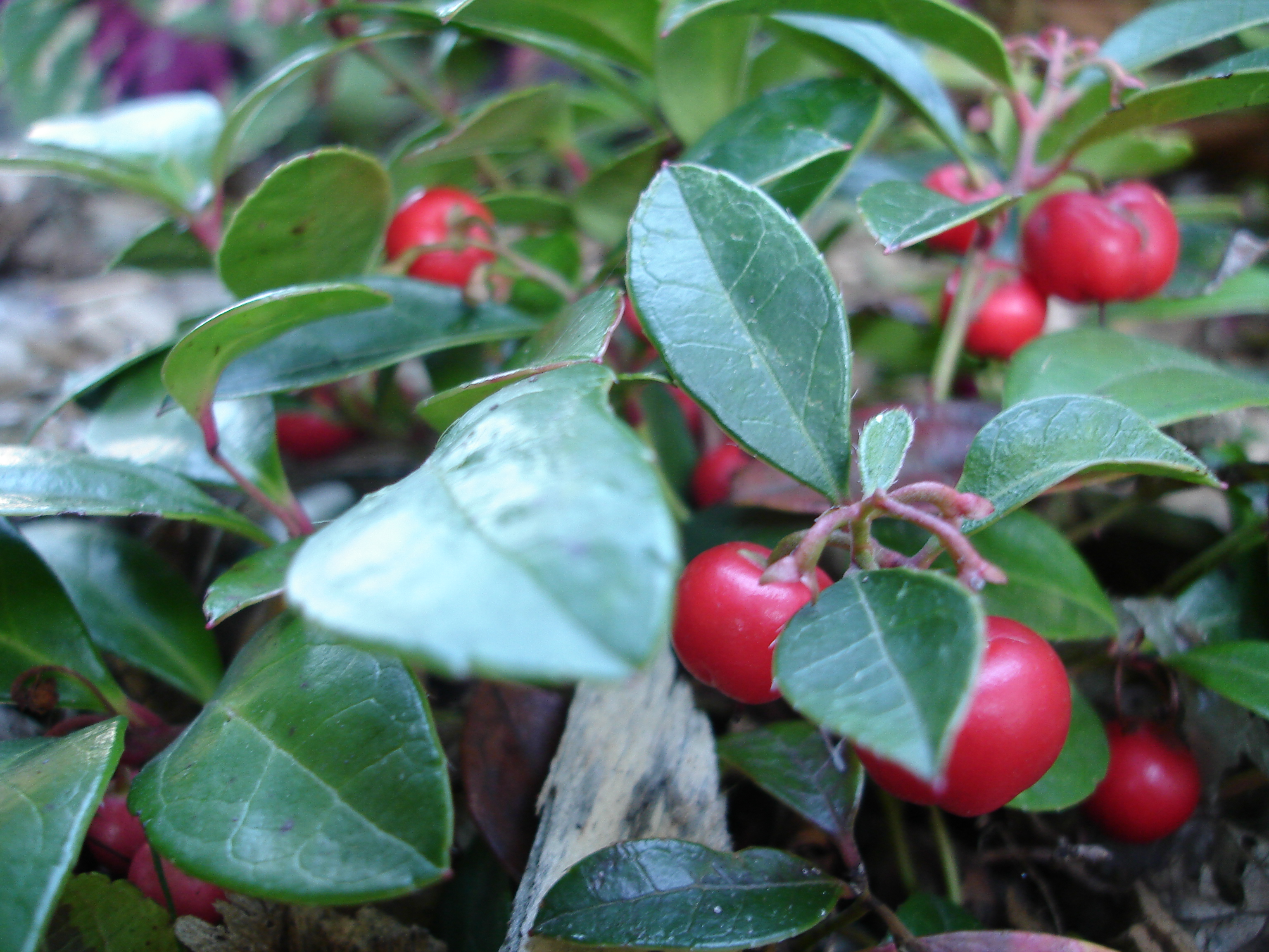 24. Wintergreen (Gaultheria procumbens) - The Cold Hardy Defender (image credits: wikimedia)