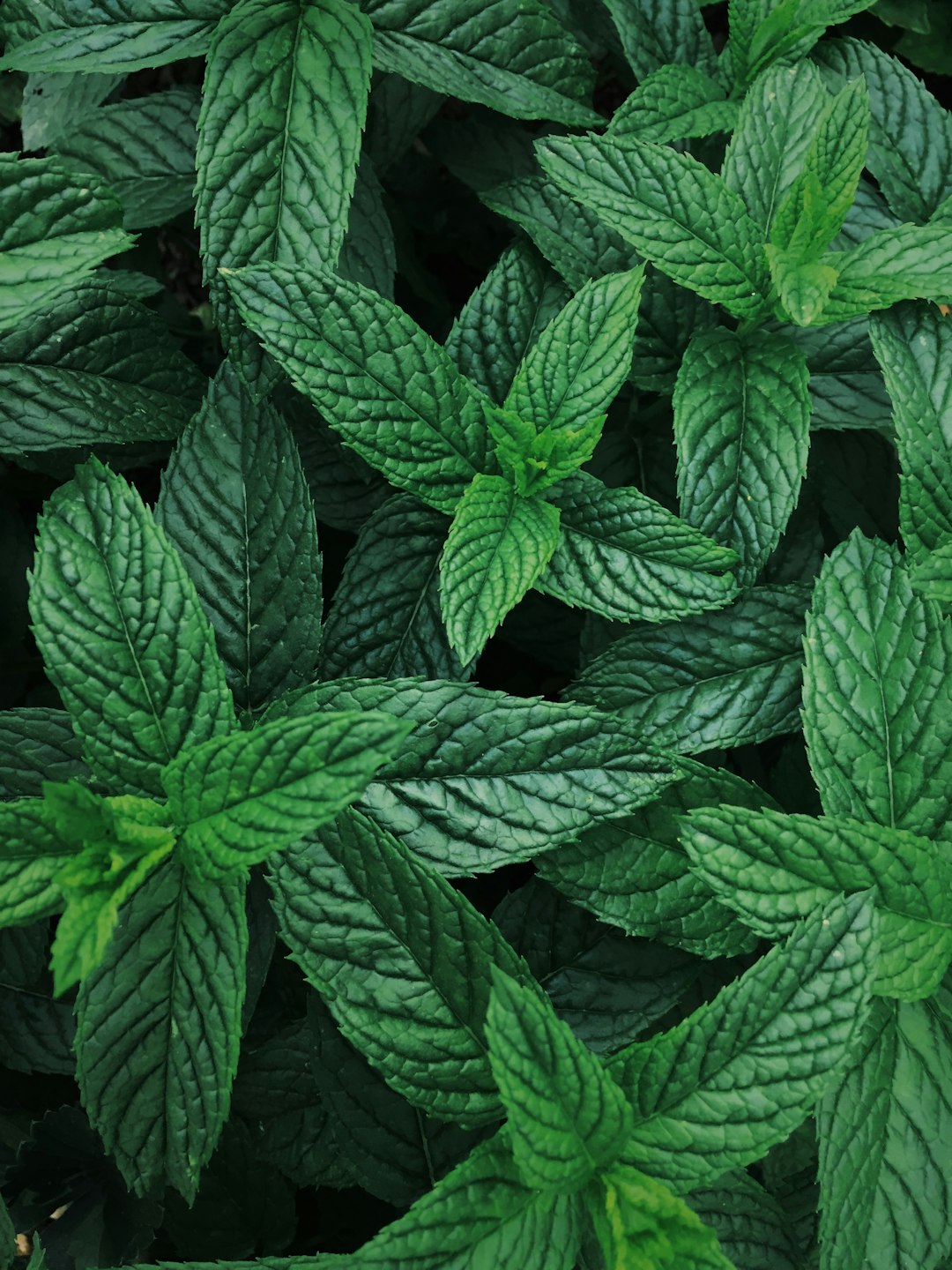 6. Peppermint & Spearmint - The Mint Militia (image credits: unsplash)