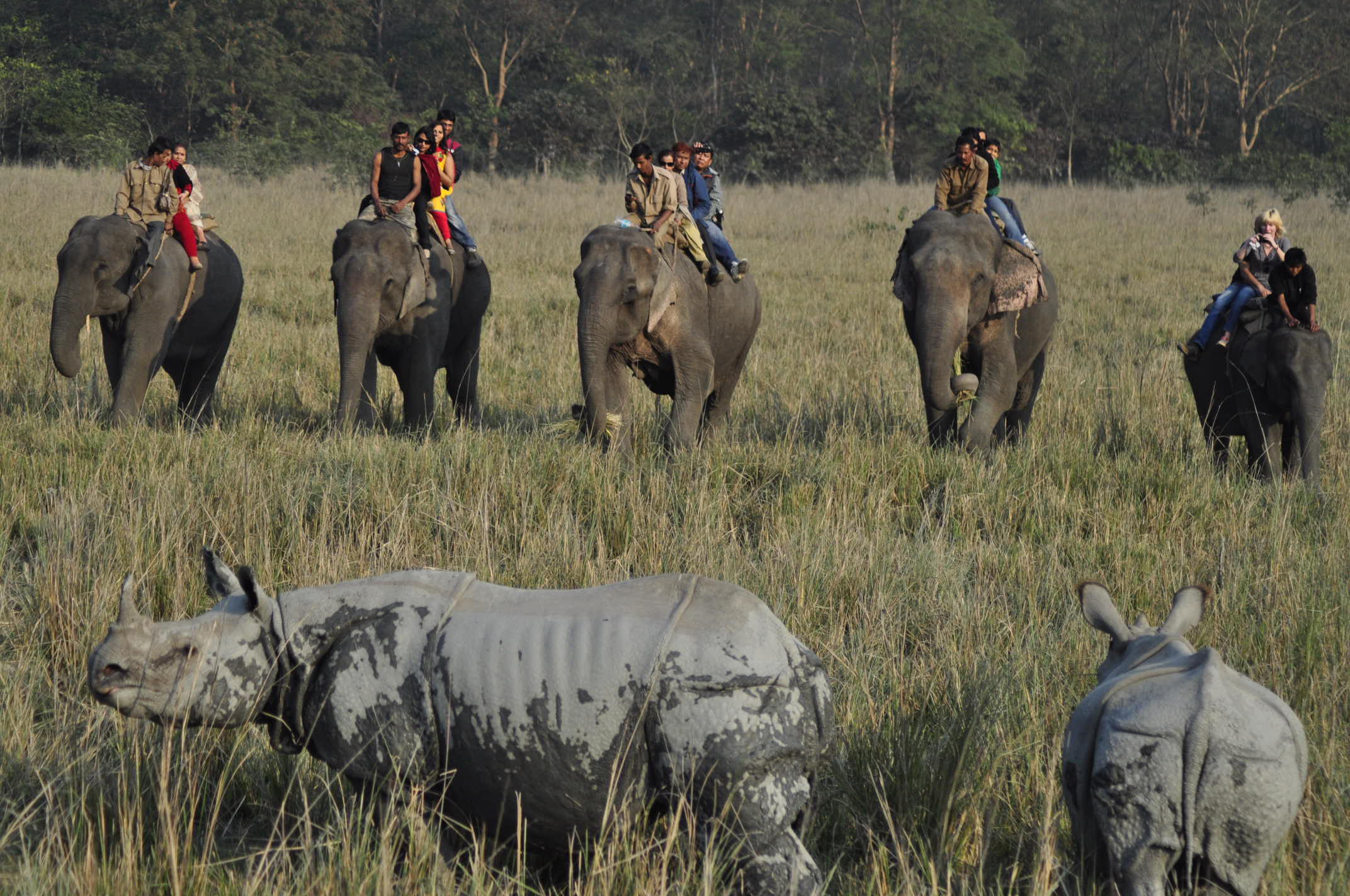 Understanding the Impact of Tourism on Wildlife
