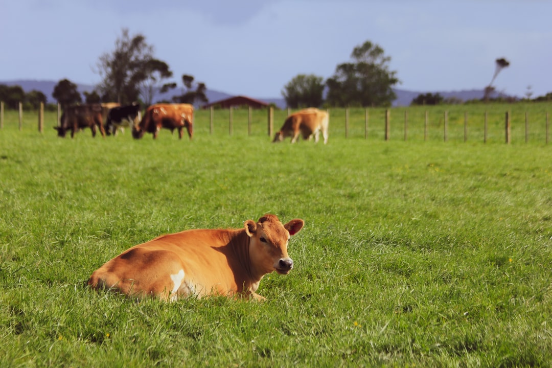 17. Maytag Dairy Farms in Newton (image credits: unsplash)