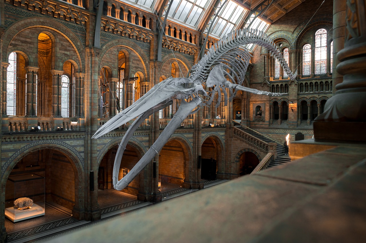 The Silent Room at the National Museum of Nature and Science, Tokyo (image credits: pixabay)