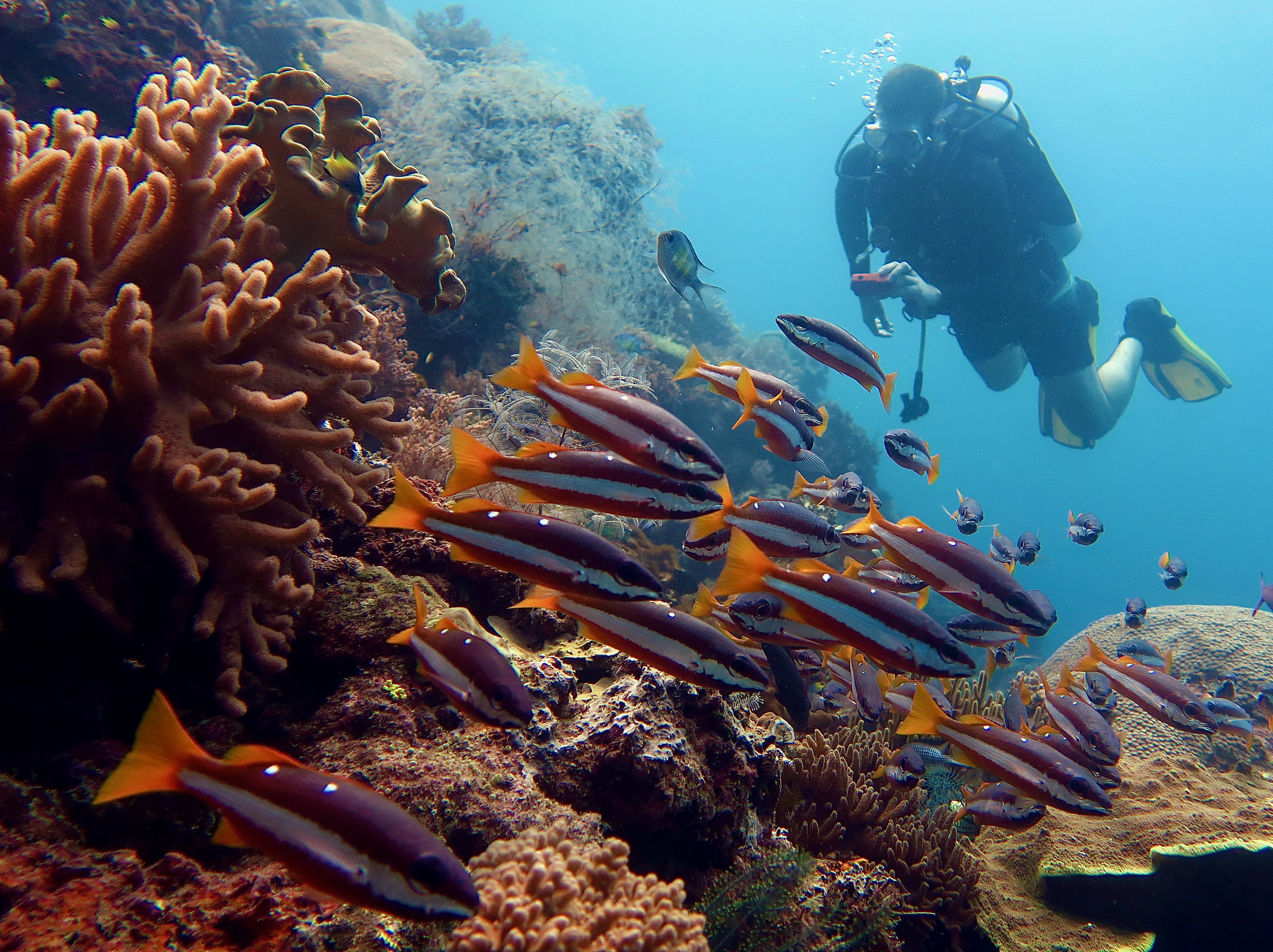 Raja Ampat Indonesia – The Underwater Paradise Under Pressure (image credits: wikimedia)