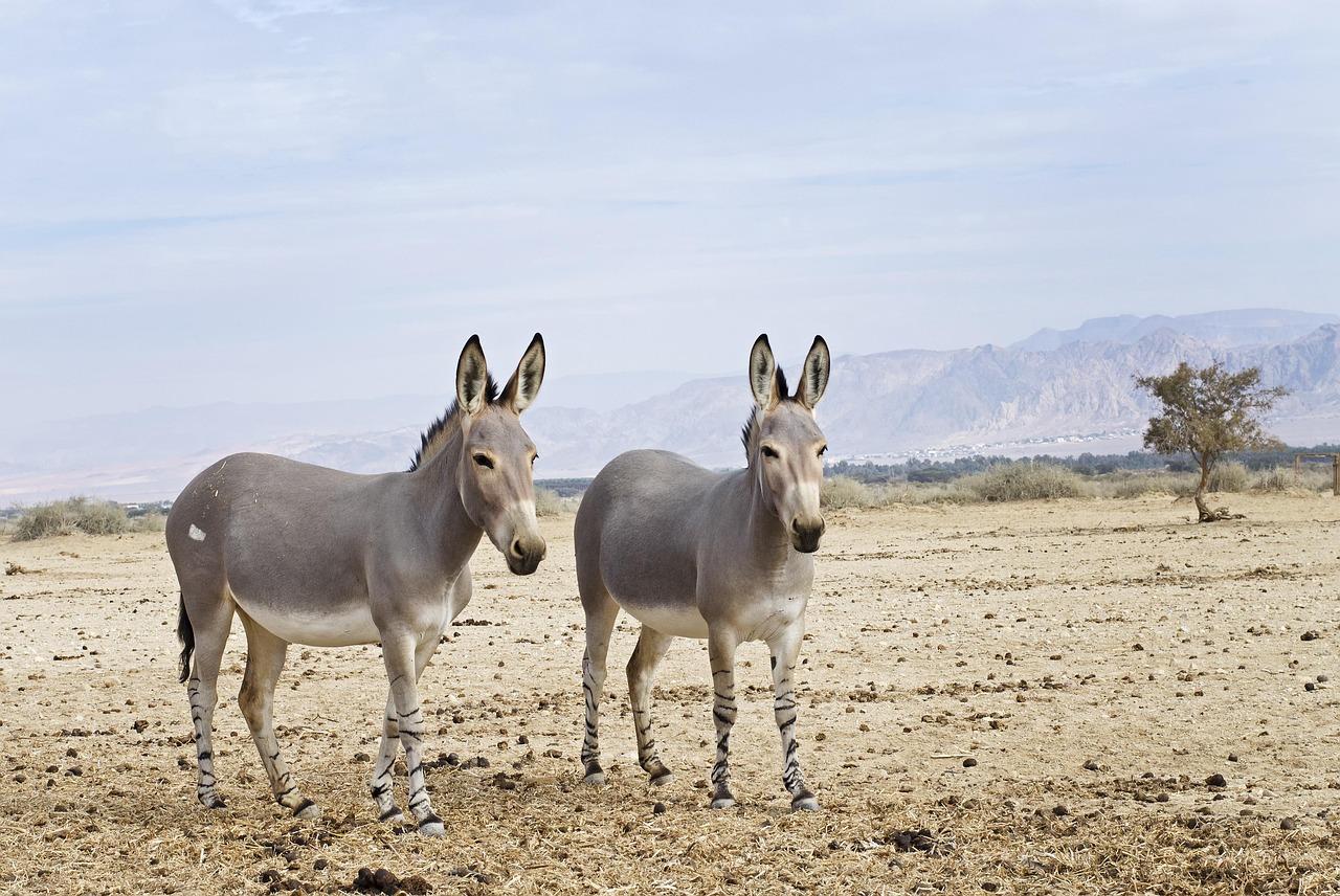 Unique Flora and Fauna (image credits: pixabay)