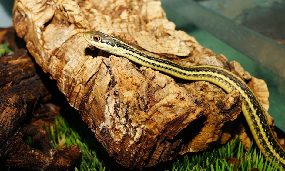 The Charismatic Striped Racer