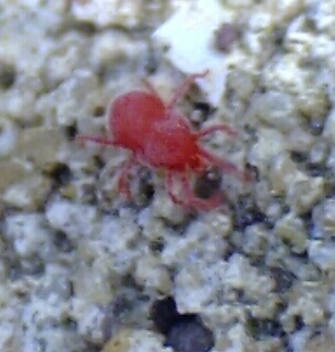 13. Spider Mites: The Microscopic Menace (image credits: wikimedia)