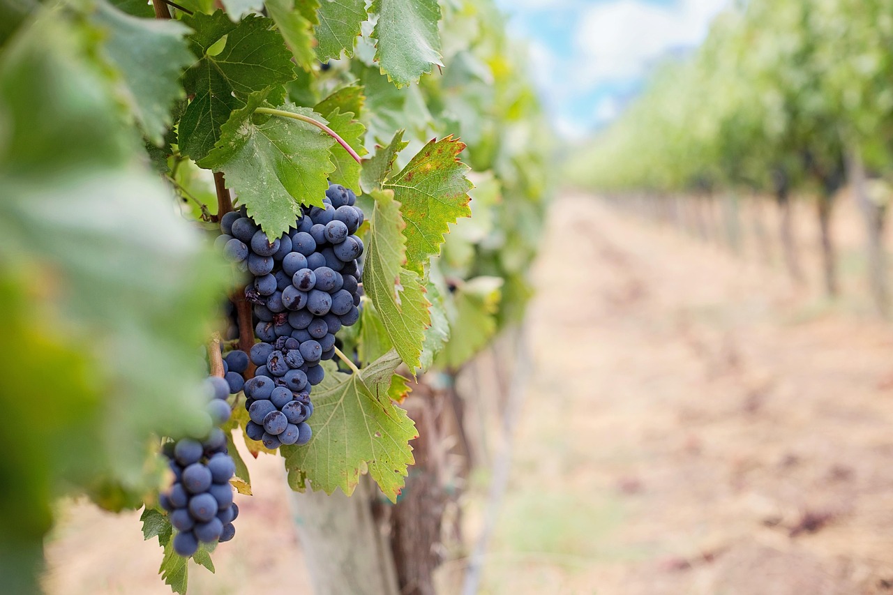 Sustainable Tourism Practices (image credits: pixabay)