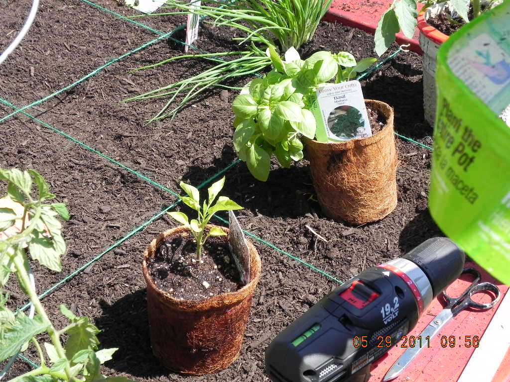 8. Implement Smart Companion Planting (image credits: flickr)