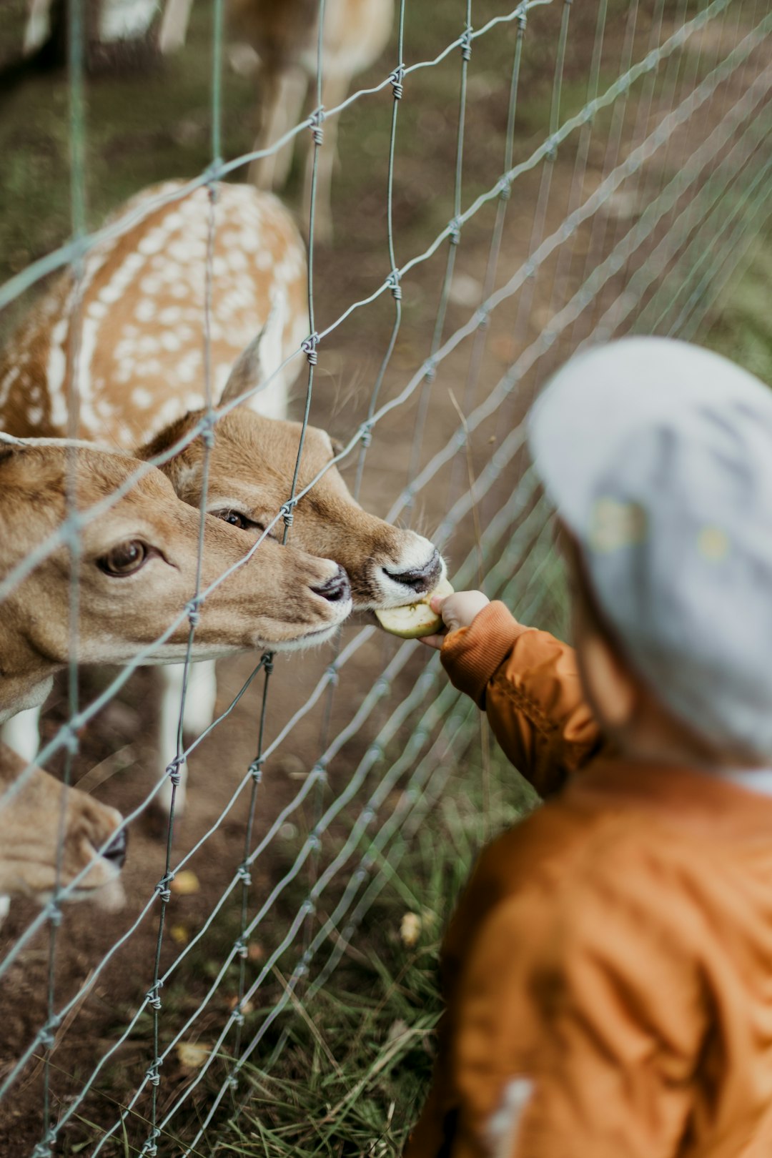 Feeding Wildlife is a Federal Crime (image credits: unsplash)