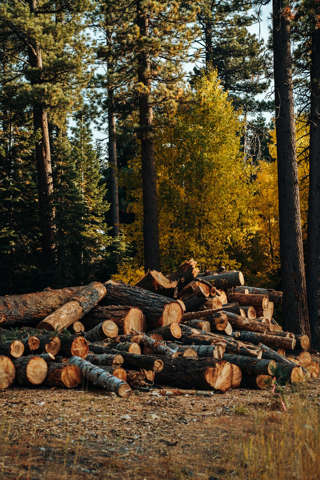 Madagascar: Environmental and Economic Challenges (image credits: unsplash)