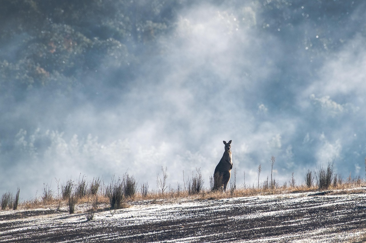 Australia: Wildlife Crisis Changes the Tourist Map (image credits: pixabay)