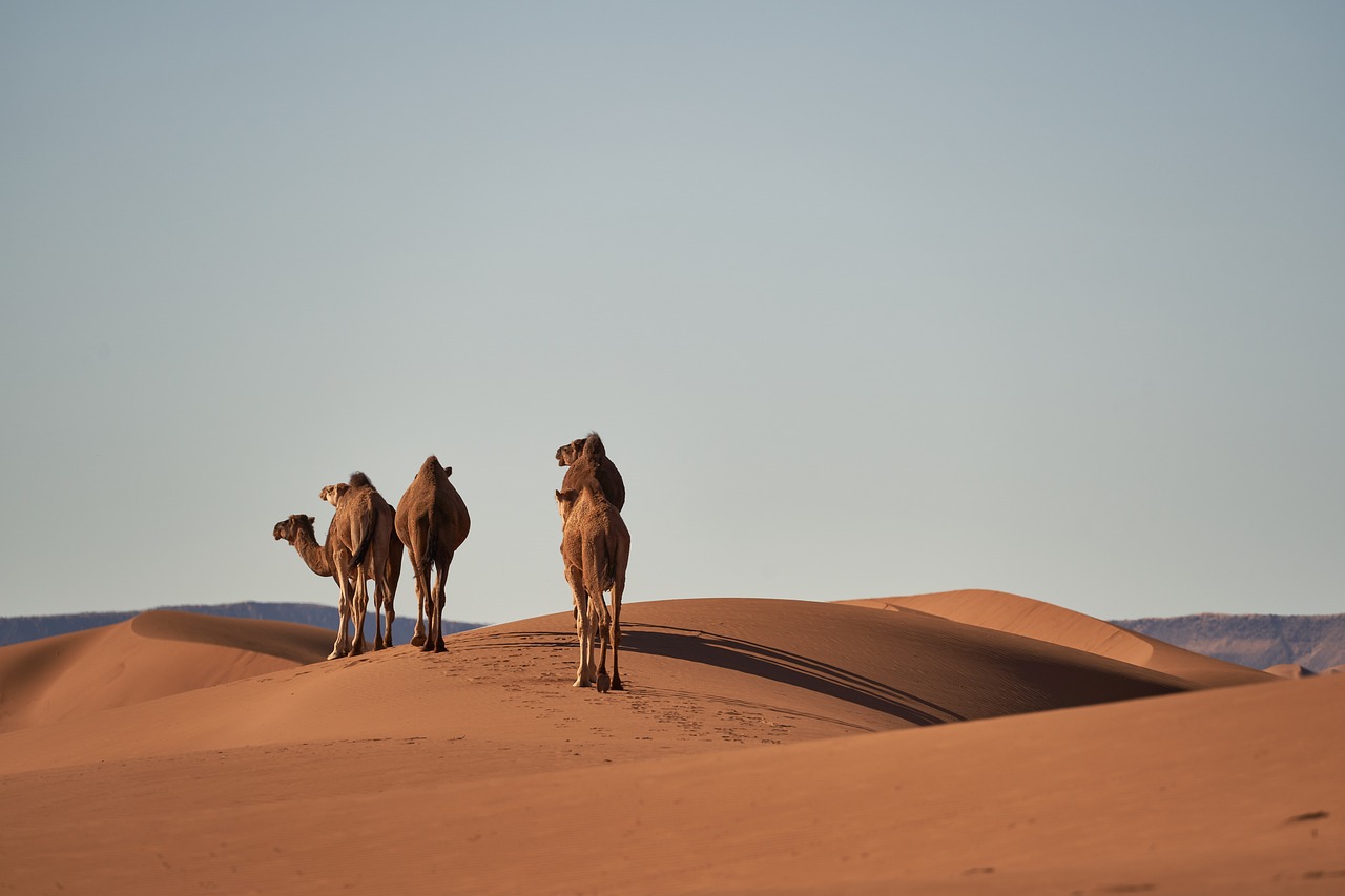 Algeria: Desert Mystique and Urban Calm (image credits: pixabay)
