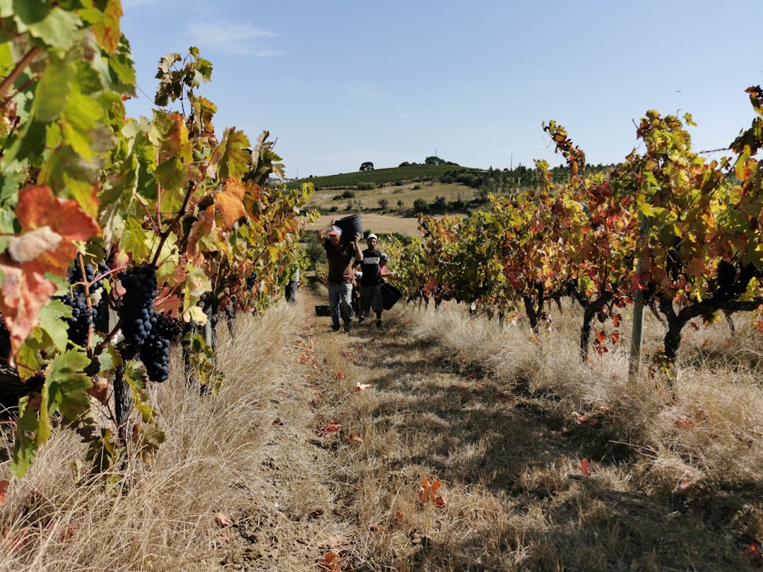 Napa Valley's Grape Expectations Gone Wrong (image credits: unsplash)
