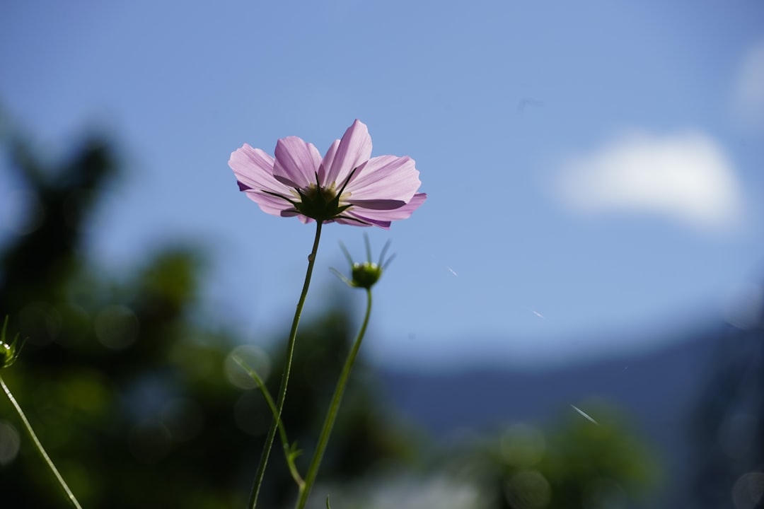 The Global Impact of Bhutan’s GNH Model (image credits: unsplash)