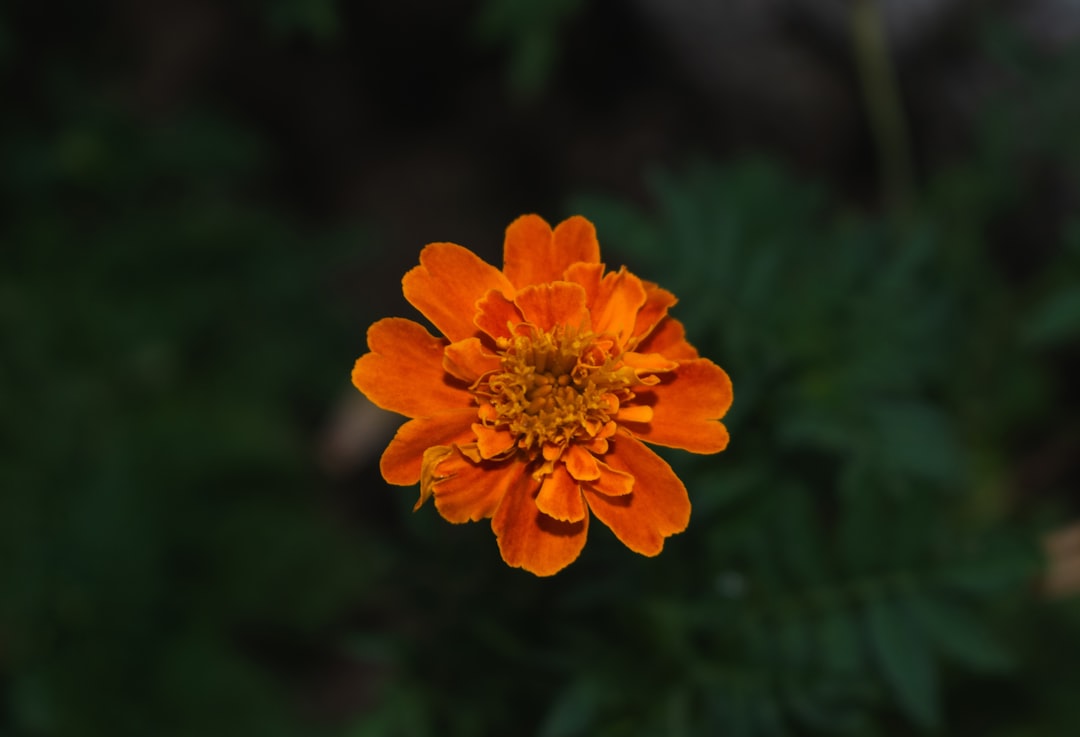 5. Marigolds - The Golden Guards (image credits: unsplash)