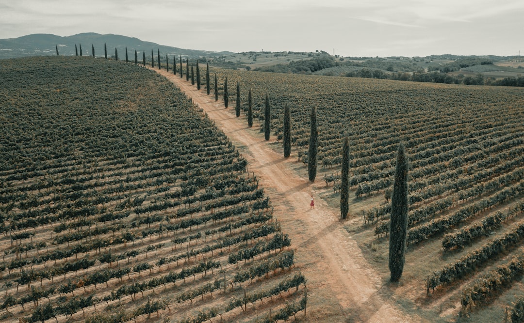 The Future of Georgian Wine (image credits: unsplash)