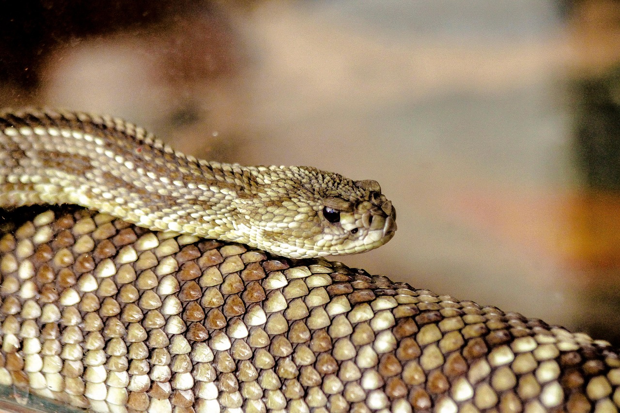The Majestic Western Rattlesnake