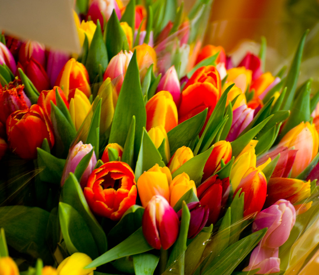 Best Times to Visit (image credits: flickr)
