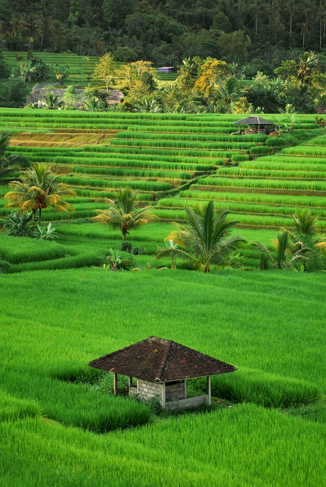 Bali, Indonesia (image credits: unsplash)