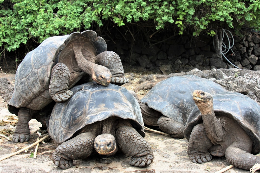 Galápagos Islands, Ecuador: Unspoiled Paradise Under Threat (image credits: unsplash)