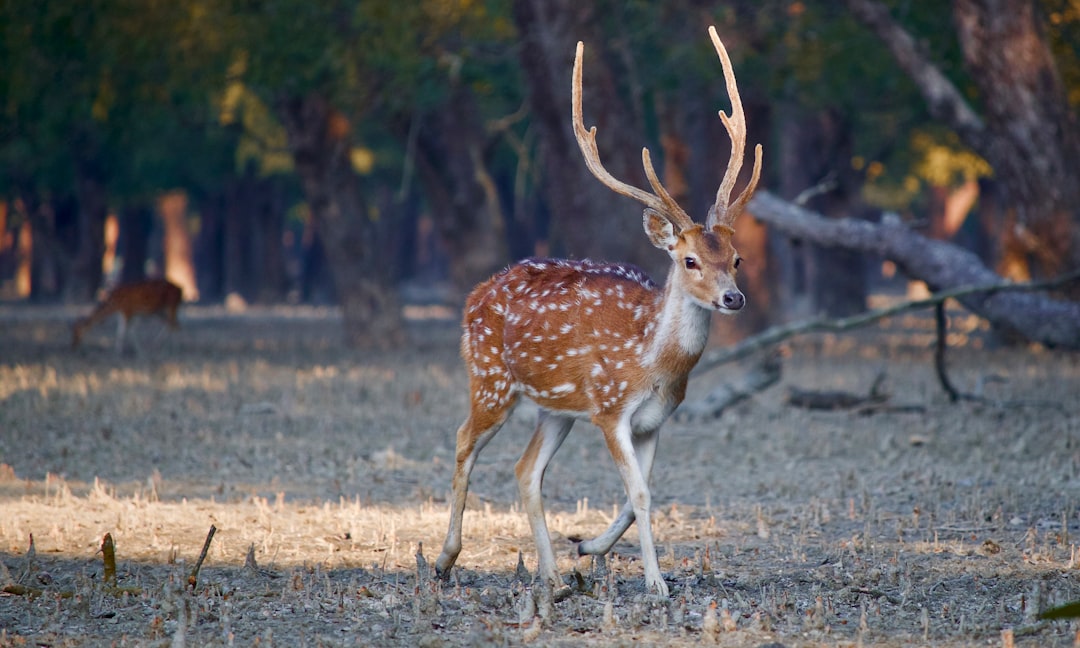 The Hidden Beauty of the Sundarbans (image credits: unsplash)