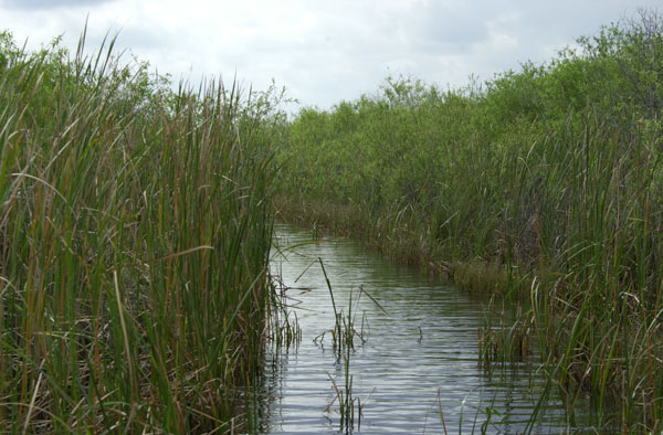 10. The Everglades’ Lesser-Known Side – Shark Valley (image credits: wikimedia)