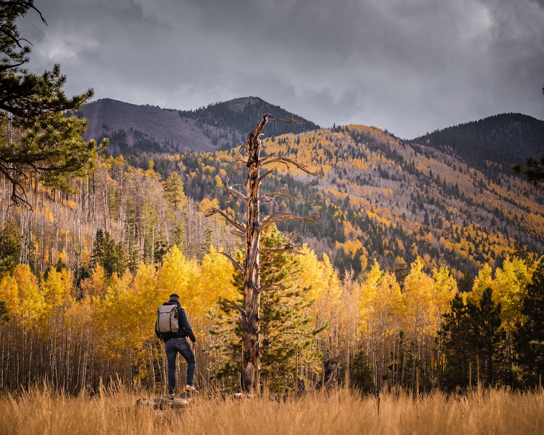 Flagstaff, Arizona (image credits: unsplash)