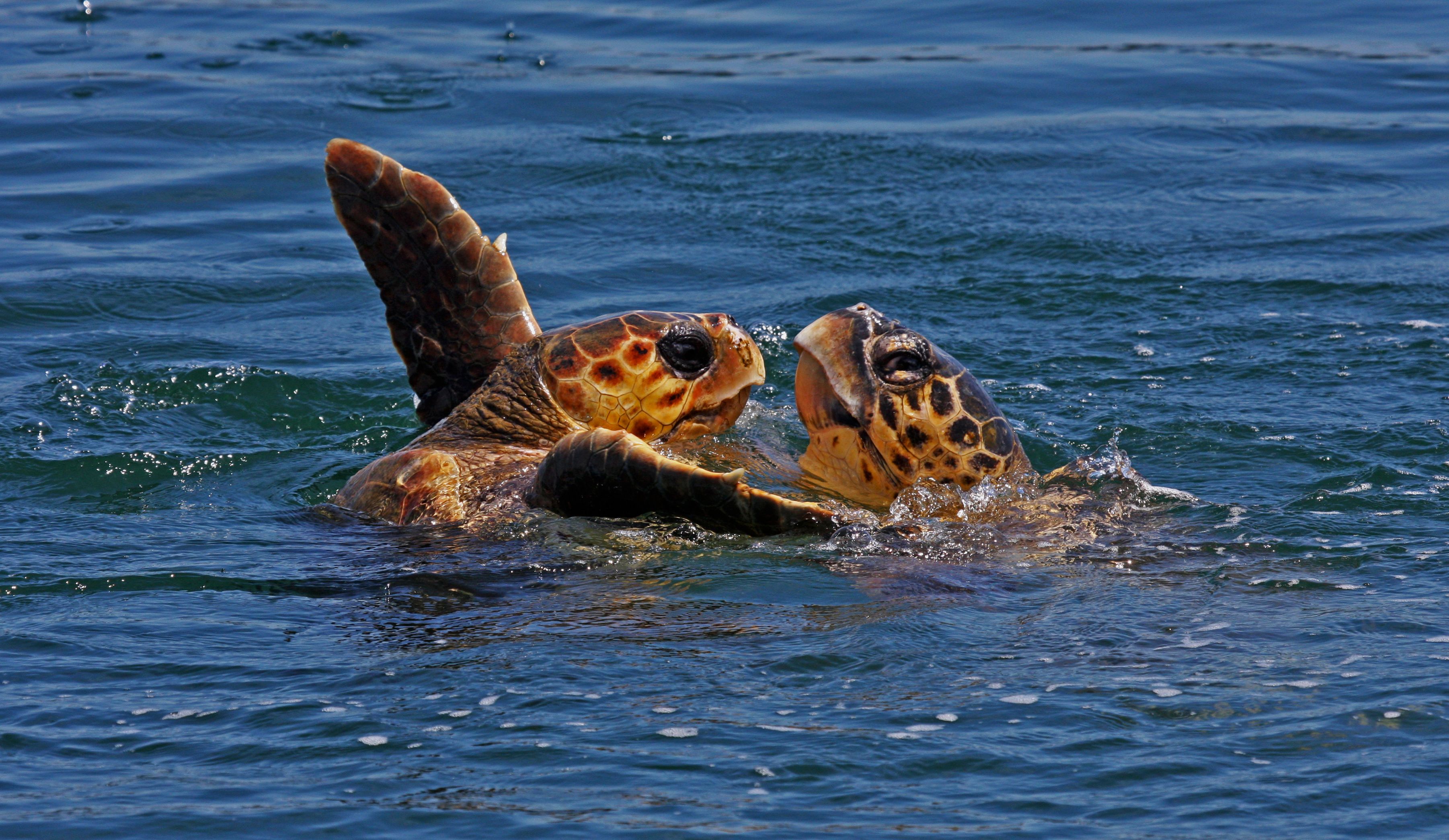 Environmental Transformation: Nature’s Quiet Takeover (image credits: wikimedia)