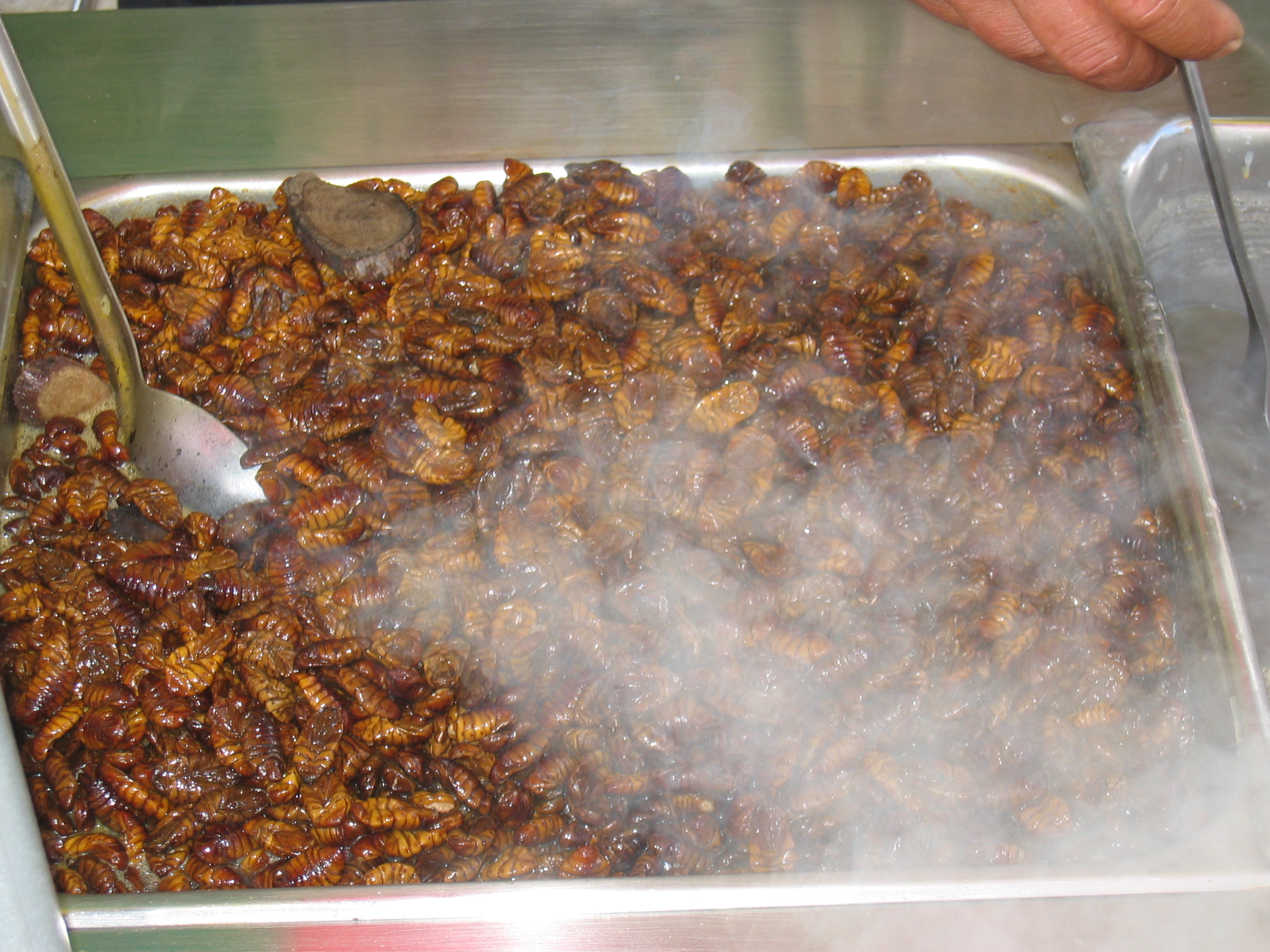Silkworms: A Crunchy, Nutritious Bite (image credits: wikimedia)