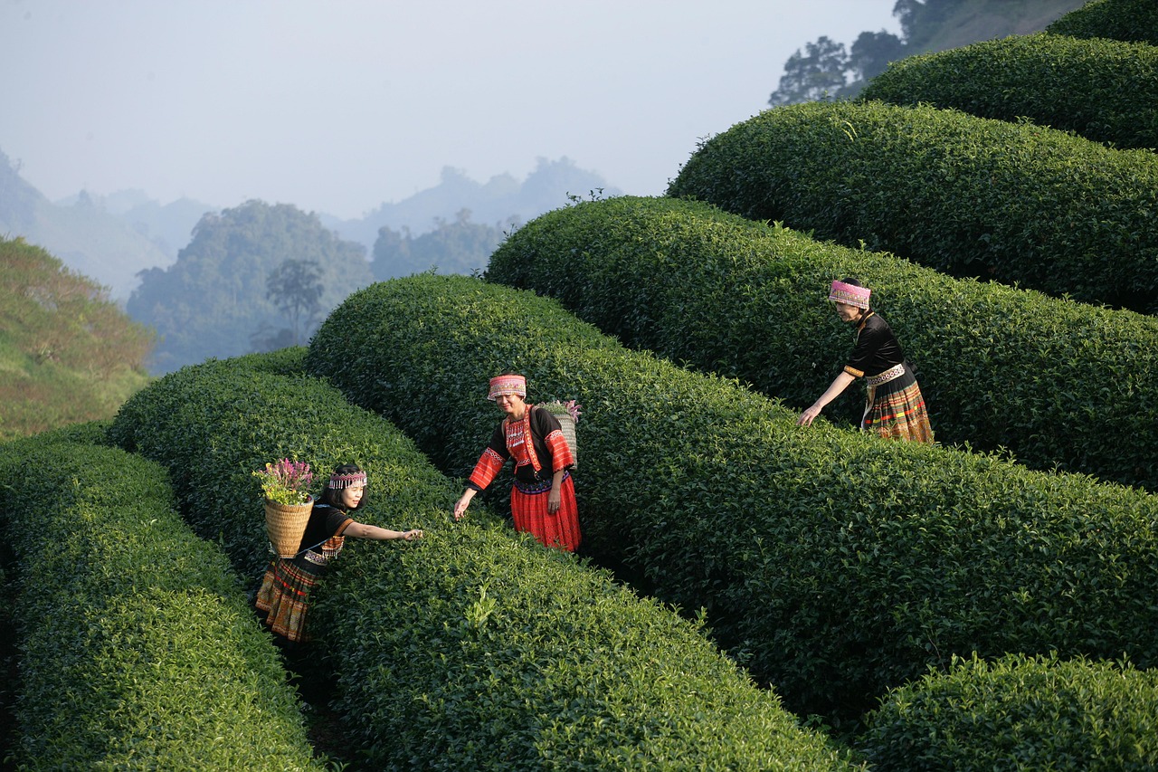 Vietnam: A Budget Traveler's Paradise (image credits: pixabay)