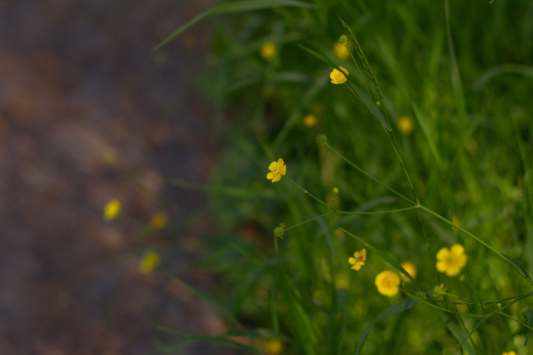 2. Finland: A Model of Sustainability (image credits: unsplash)