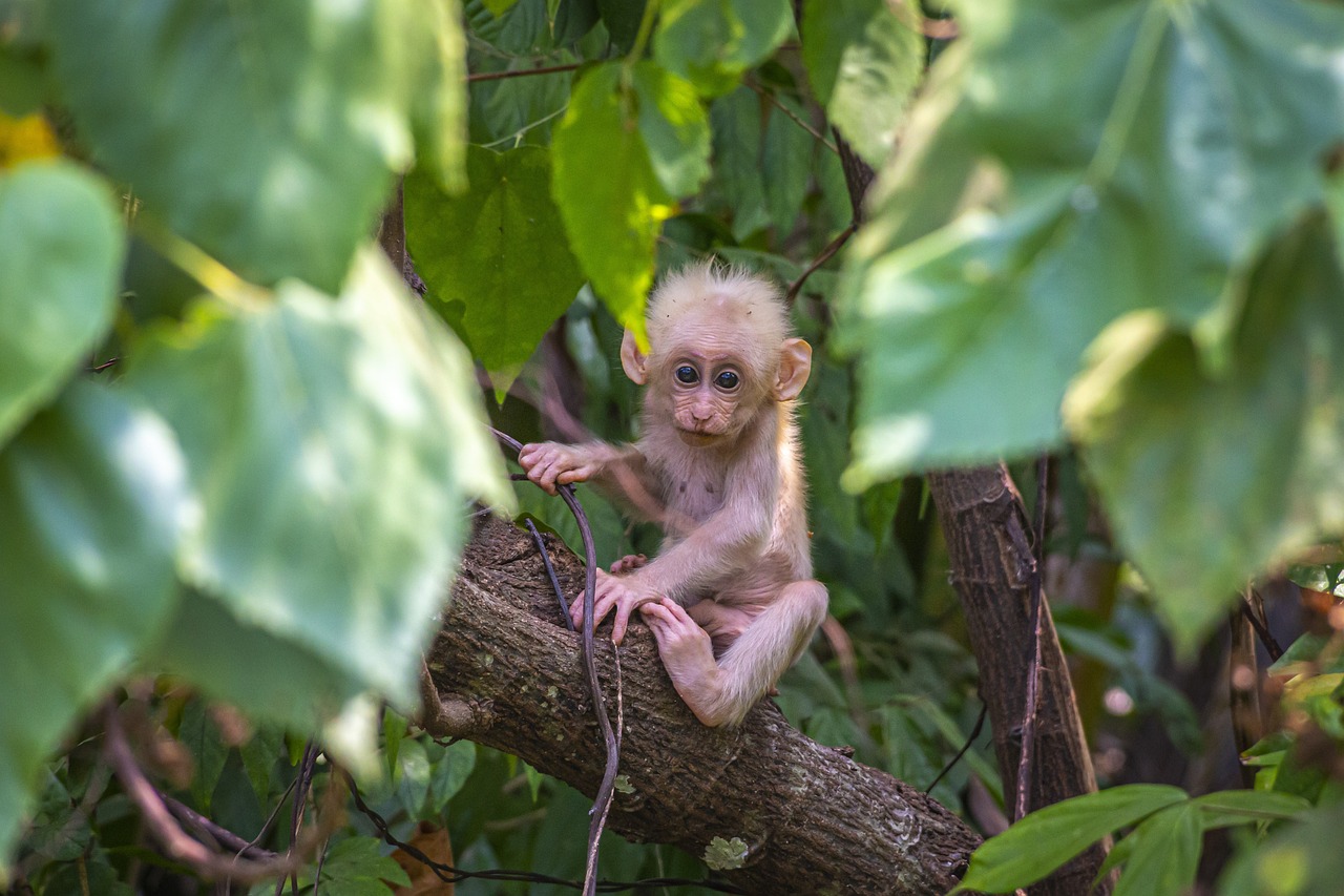 Costa Rica’s Osa Peninsula: A Biodiversity Hotspot (image credits: pixabay)