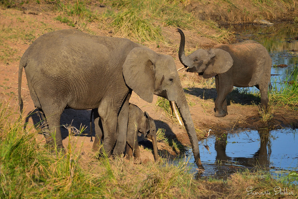 South Africa Wildlife Havens Draw the Line (image credits: flickr)
