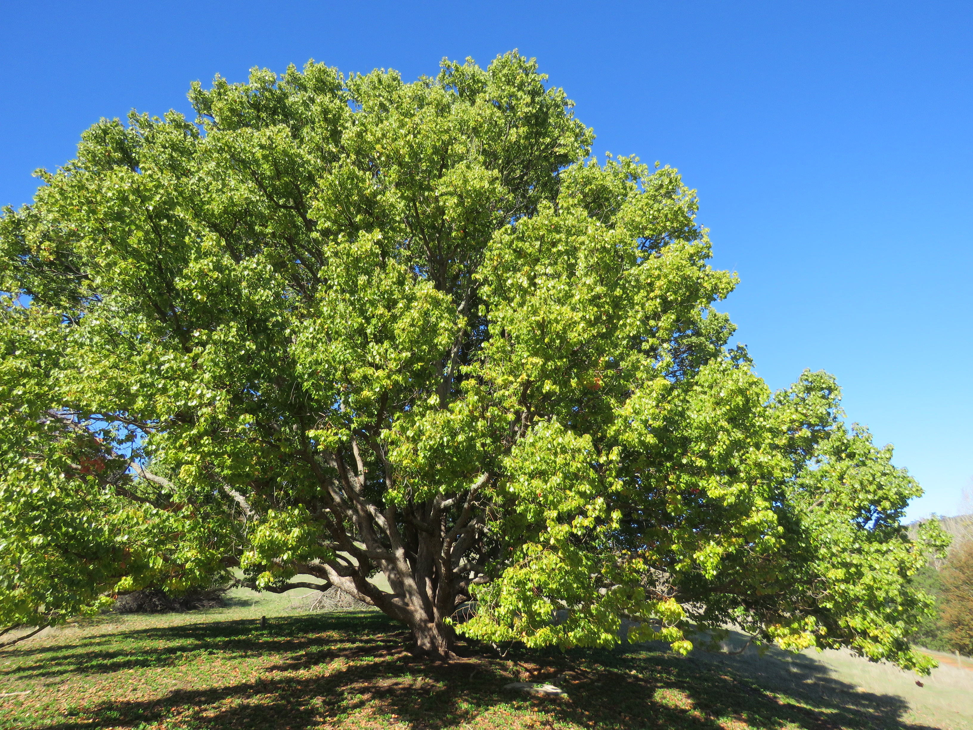 18. Camphor Laurel (Cinnamomum camphora) - The Historical Defender (image credits: wikimedia)