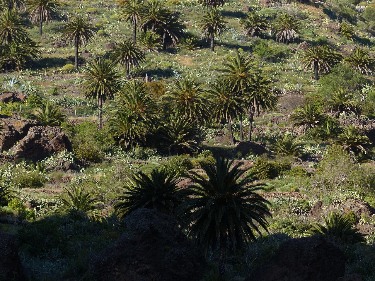 Indonesia: Rainforests Sacrificed for Palm Oil (image credits: pixabay)
