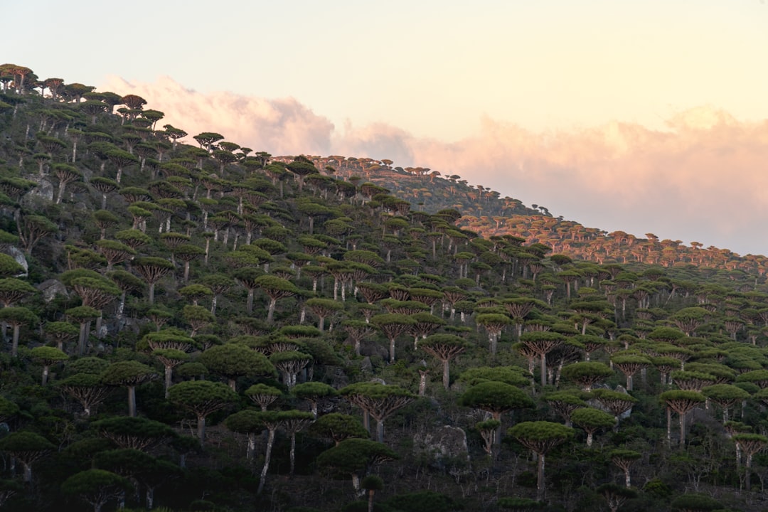 Socotra Island The Alien World in Our Backyard (image credits: unsplash)