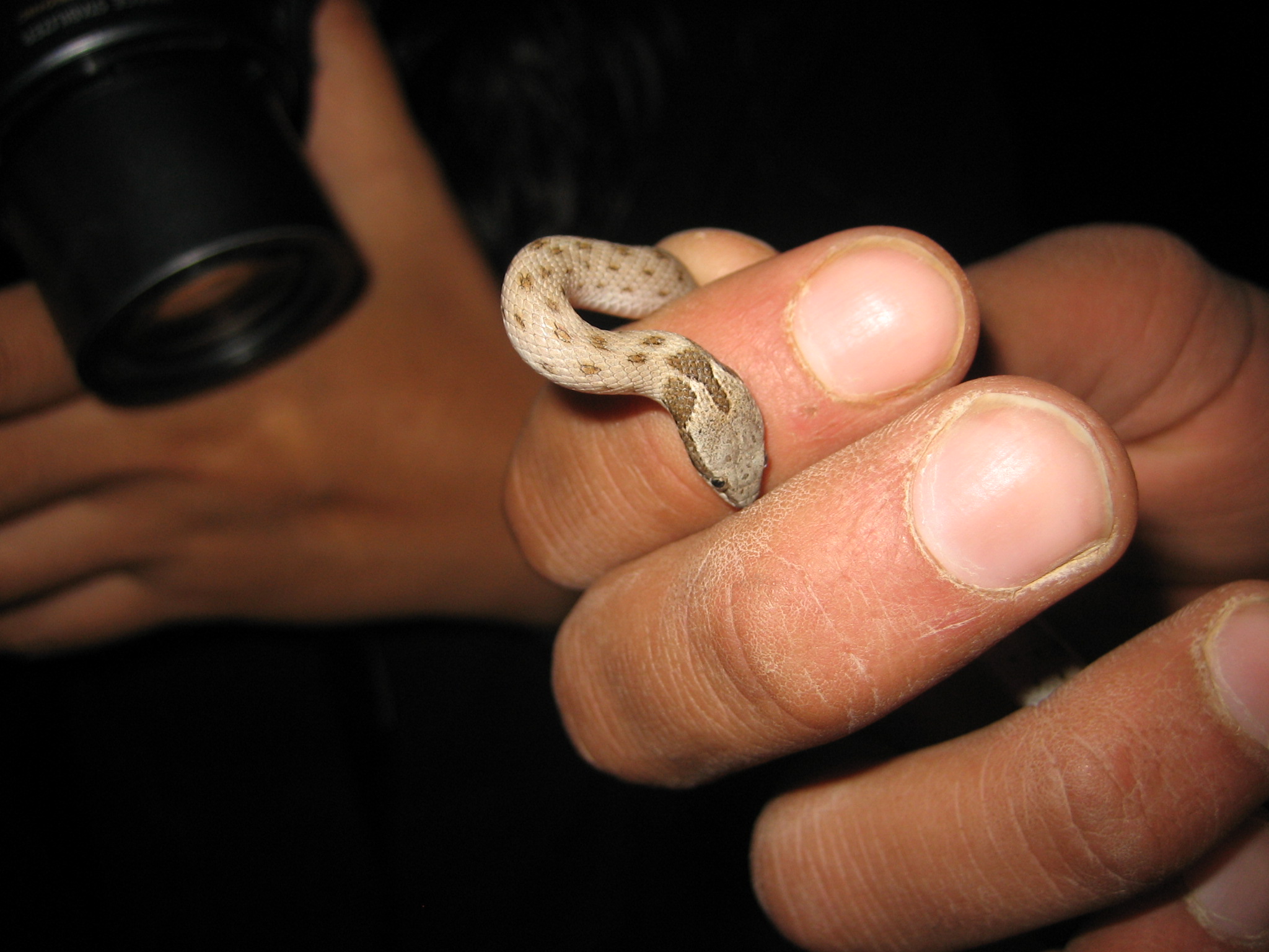 The Resilient Night Snake