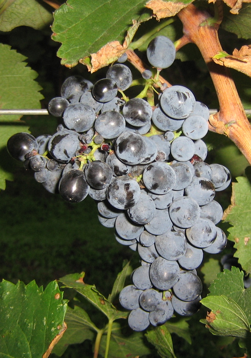 Indigenous Grape Varieties (image credits: wikimedia)
