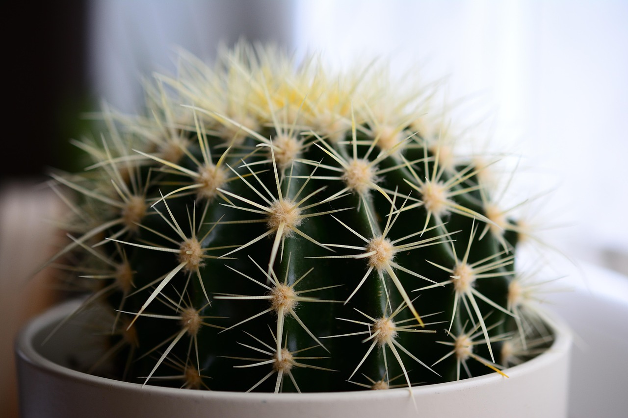 Cacti and Succulents (image credits: pixabay)