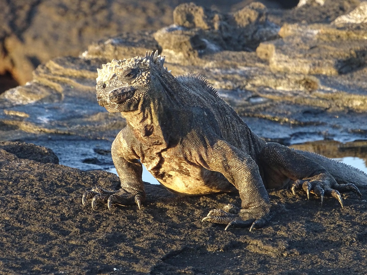 Galápagos Islands, Ecuador: Protecting Biodiversity (image credits: pixabay)