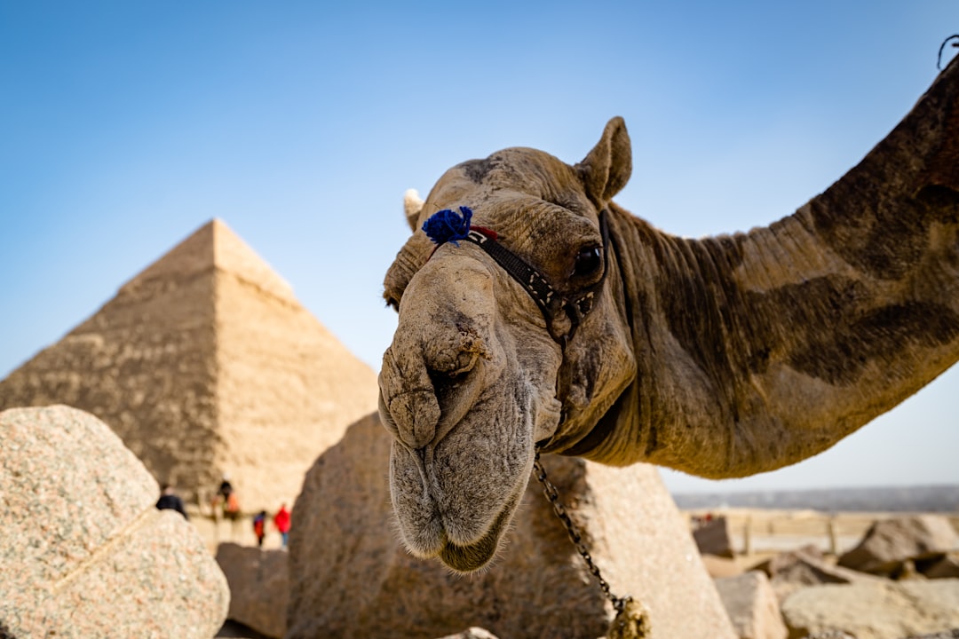 Egypt: Ancient Wonders Await (image credits: unsplash)