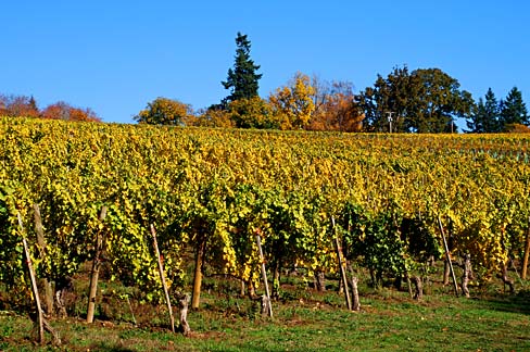 Willamette Valley, Oregon (image credits: wikimedia)