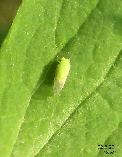 11. Leafhoppers: The Tiny Acrobats Spreading Disease (image credits: flickr)