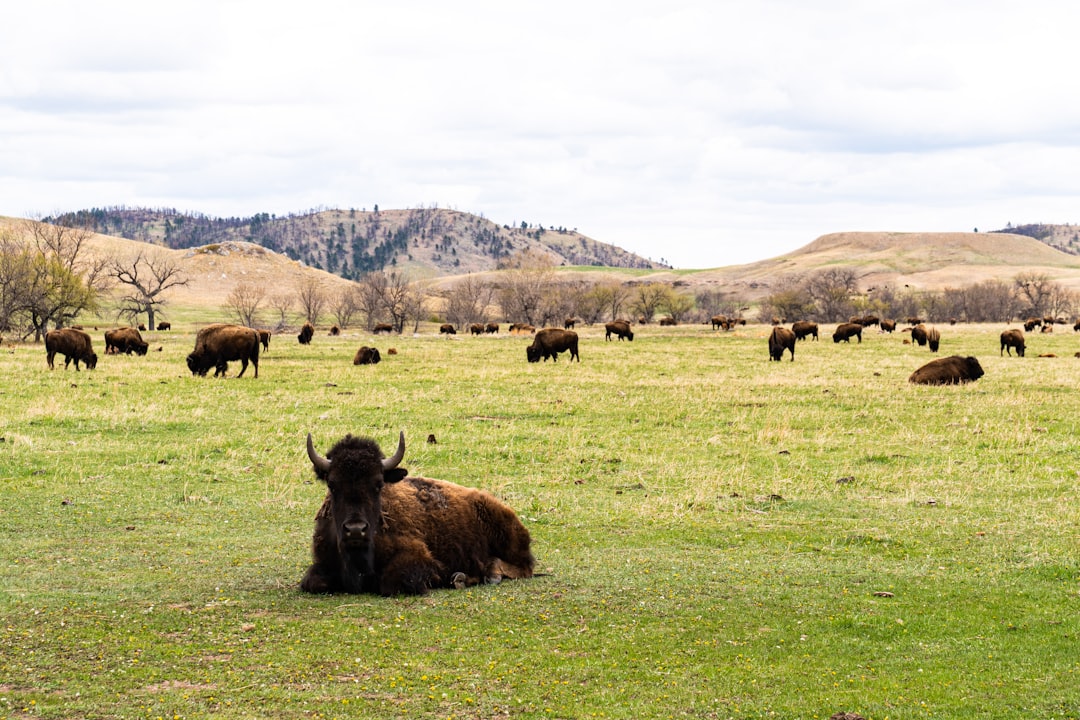 Custer State Park, South Dakota (image credits: unsplash)