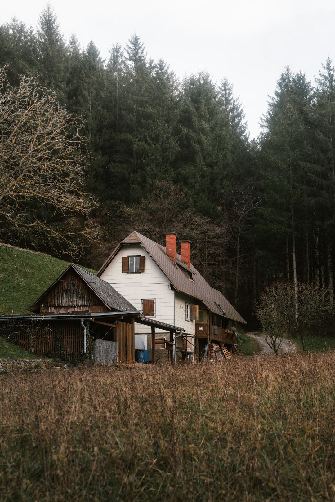 From Ocean Breeze to Woodland Calm (image credits: unsplash)