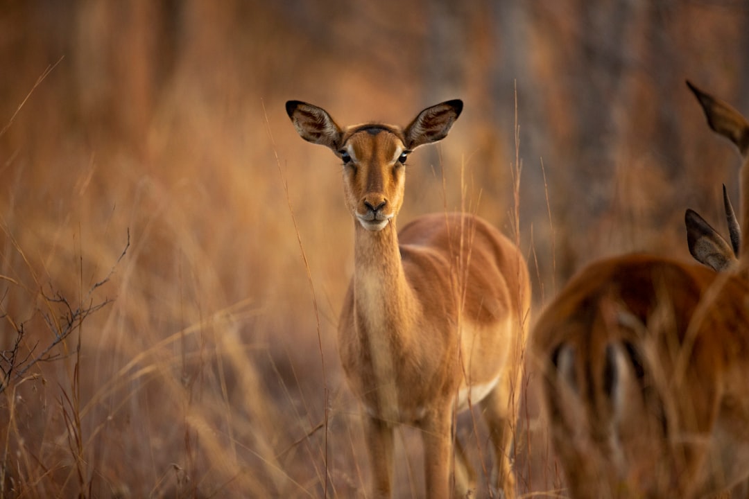 Wildlife Conservation: A Priority