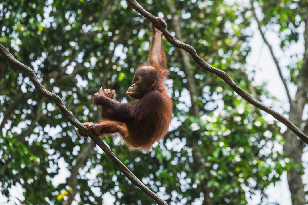 Wildlife Encounters (image credits: unsplash)